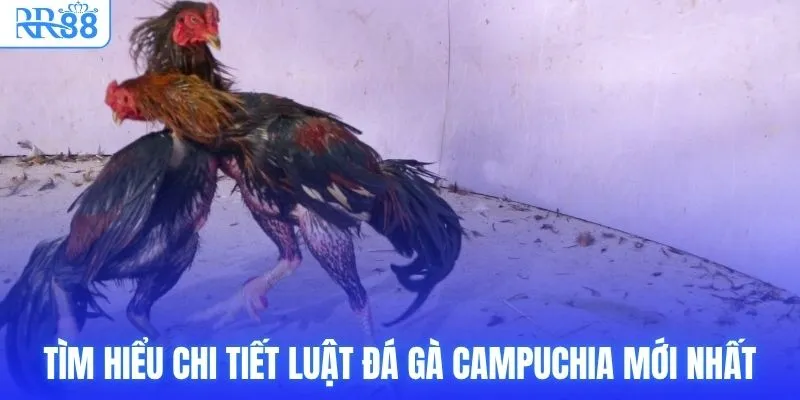 Tìm hiểu chi tiết luật đá gà Campuchia mới nhất