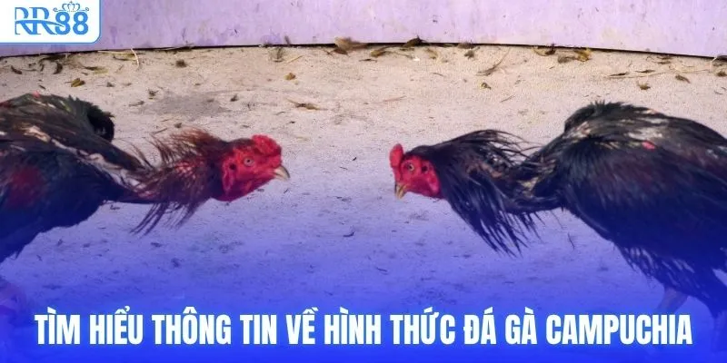 Tìm hiểu thông tin về hình thức đá gà Campuchia